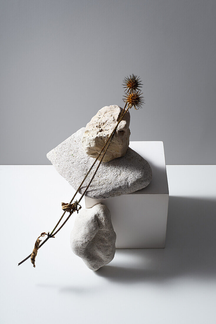 Kreative Steine mit verschiedenen Formen und Oberflächen und getrocknete Blumen auf weißem Würfel auf dem Tisch vor weißem Hintergrund in modernem Licht Studio platziert