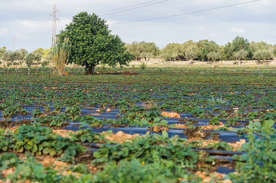 Weites Erdbeerfeld in landwirtschaftlicher Plantage, umgeben von Bäumen in ländlicher Umgebung