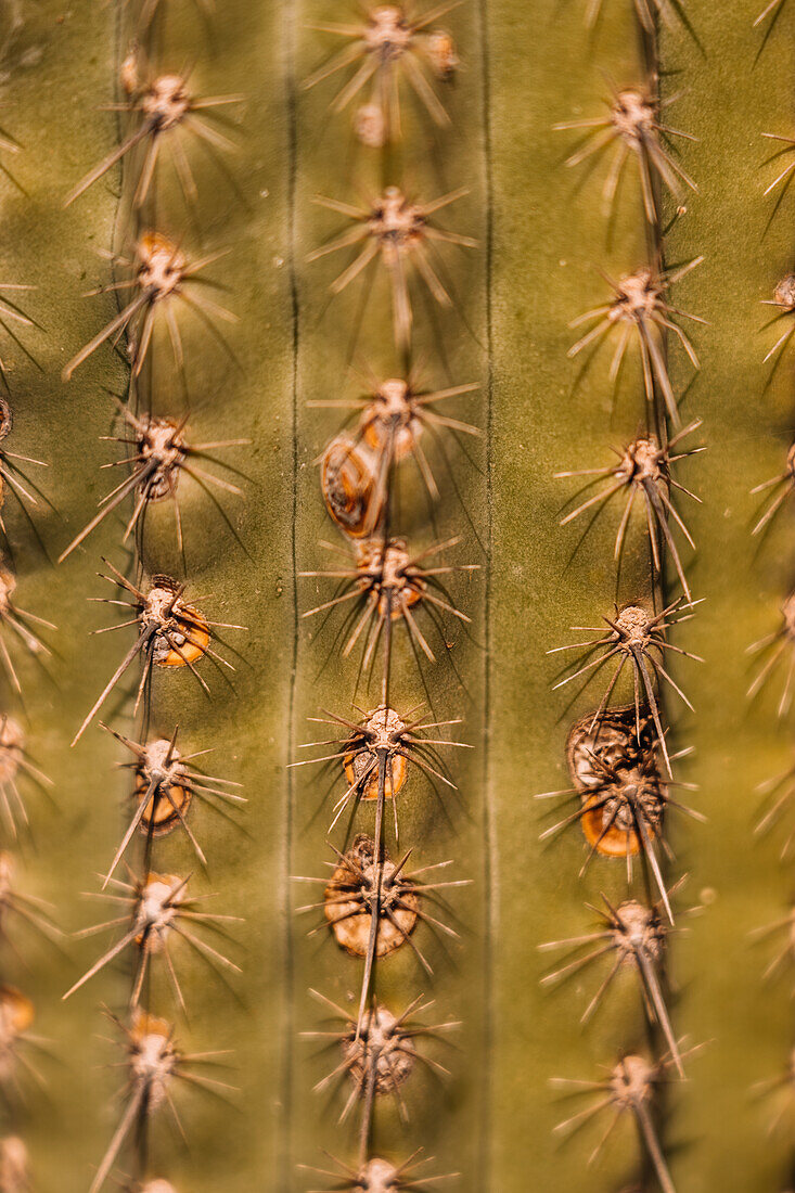 Abstrakter Hintergrund eines wachsenden grünen Kaktus, der mit gleichmäßigen Reihen von scharfen Stacheln bedeckt ist