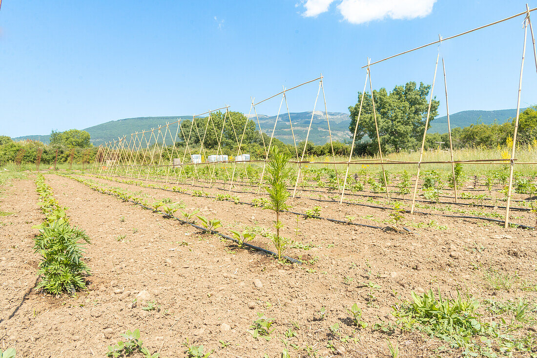 Field with young vegetable plants growing, supported by wooden stakes under a blue sky
