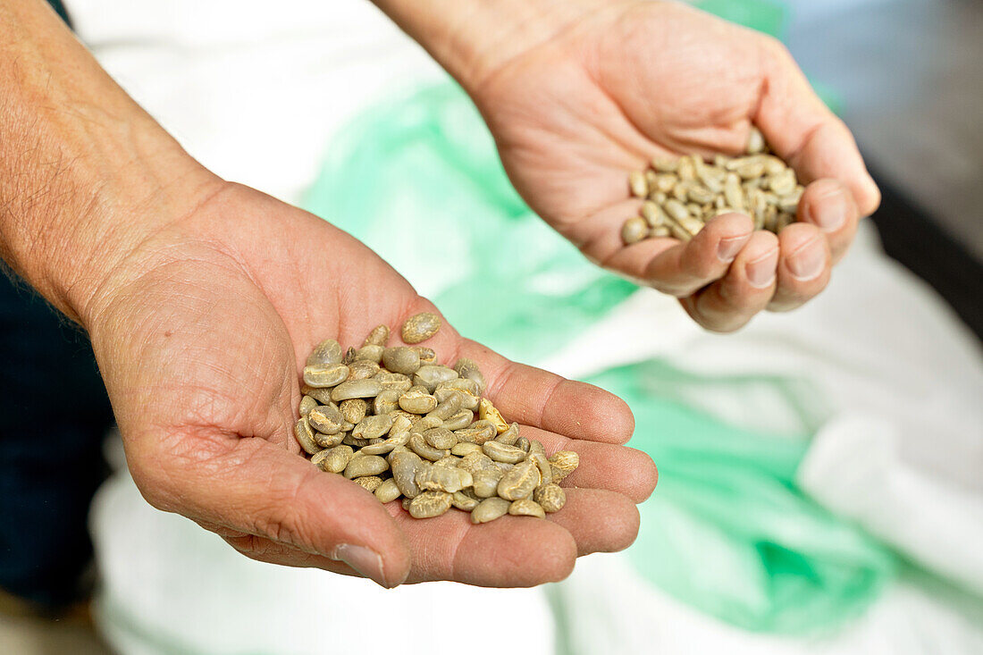 From above of crop unrecognizable farmer demonstrating heaps of fresh raw coffee beans in palms on blurred background