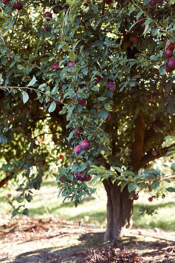 Bright fresh ripe plums growing on green tree branches in summer garden during harvest season