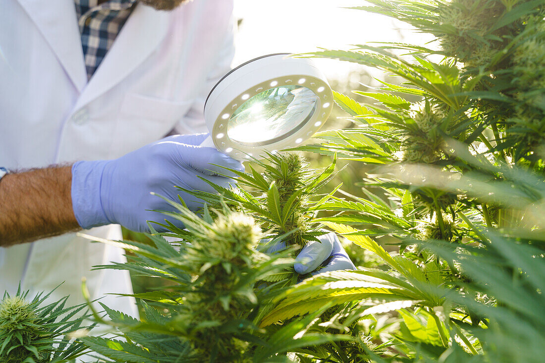 Crop view of anonymous young specialist analyzing green hemp plants using magnifier while working in greenhouse in pharmaceutical laboratory