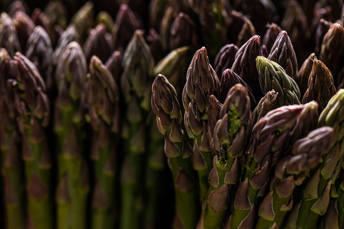Raw unpeeled growing purple asparagus with green stems pressed tightly against each other