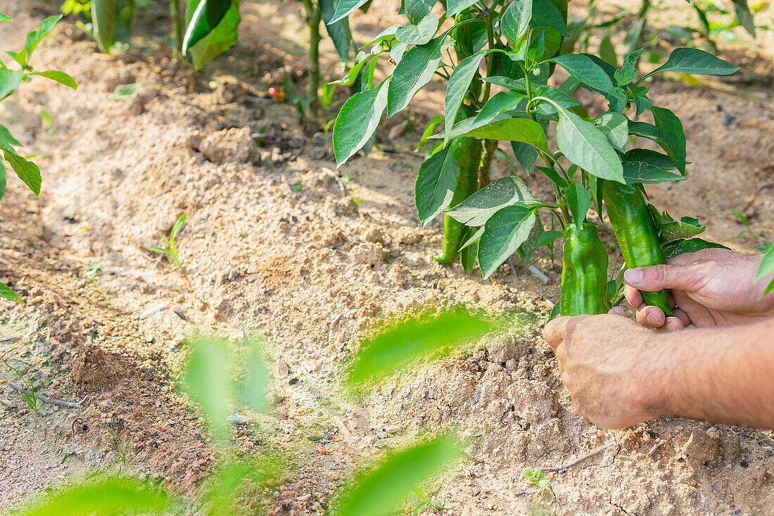 Hohe Winkel der Ernte anonymen Landwirt sammeln reifen grünen Paprika auf sonnigen Tag in der Landschaft