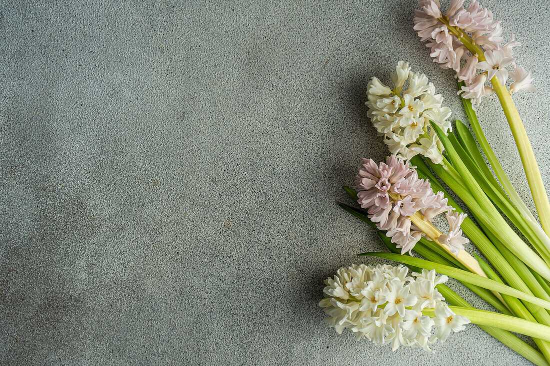 From above flat lay of color hyacinth flowers on concrete background