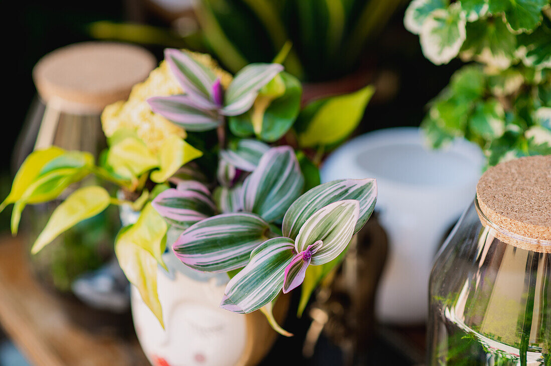 Frische getopfte Spinnenkrautpflanze auf einem Tisch in einem Blumenladen (von oben)