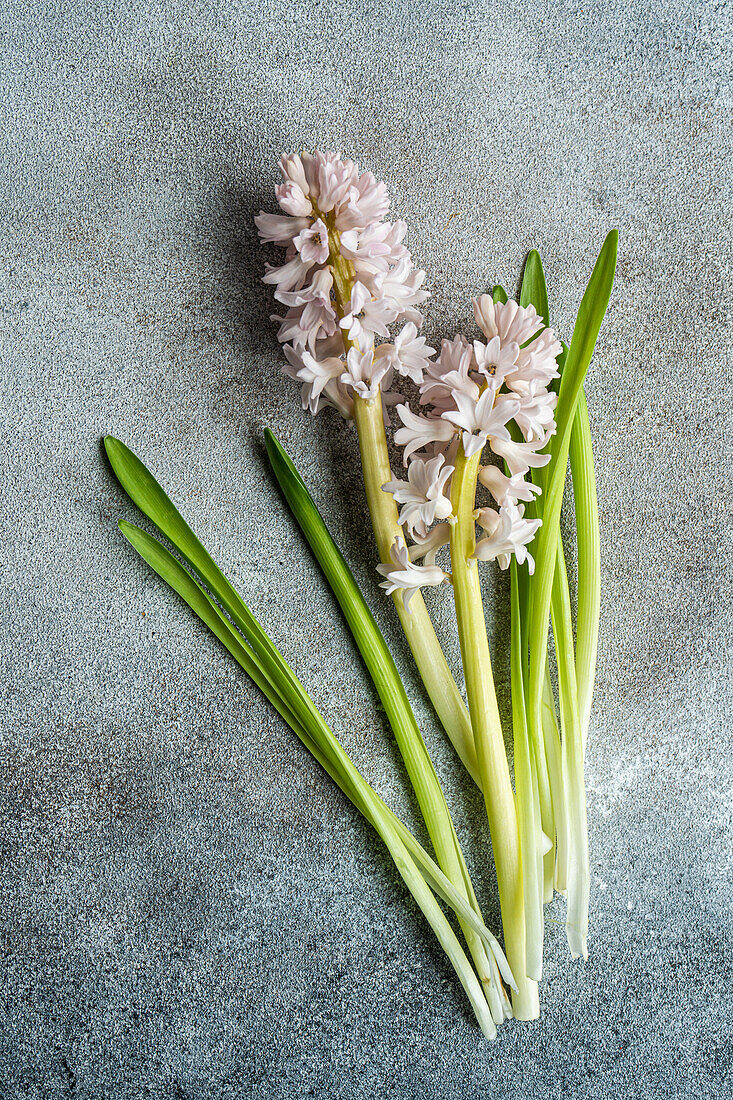 Von oben flache Lage von farbigen Hyazinthenblüten auf Betonhintergrund