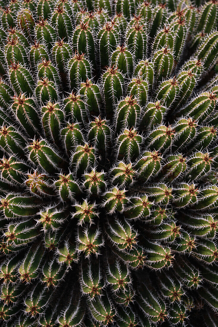 High angle green Echinopsis pachanoi cacti with sharp prickles growing on plantation in daylight