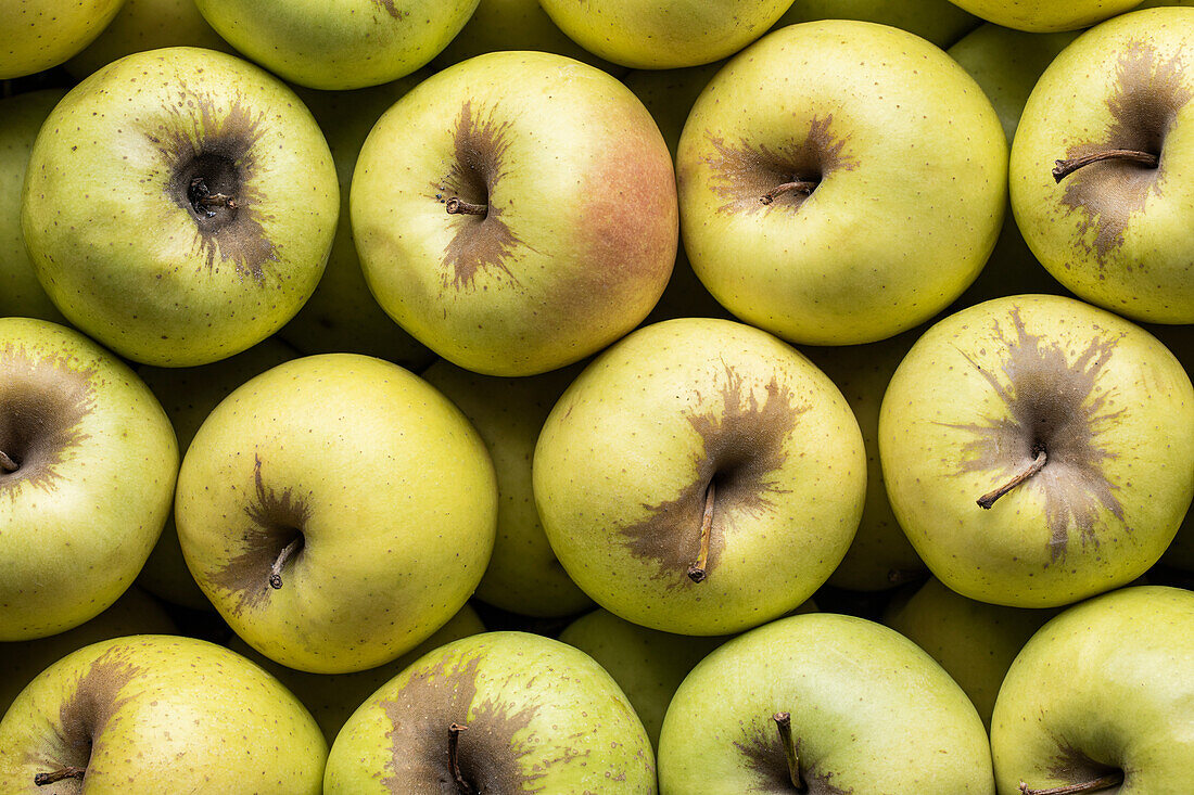 Top view full frame background of delicious fresh yellow apples composed together in rows