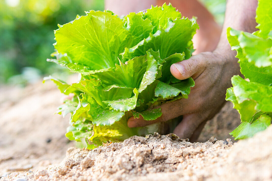 Ebenerdige Ernte anonymer Landwirt sammelt frischen grünen Salat auf landwirtschaftlichem Feld in der Erntezeit im Sommer