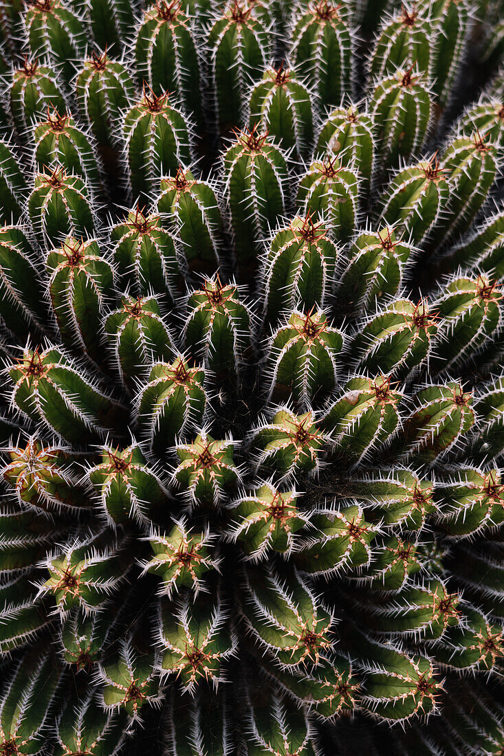 High angle green Echinopsis pachanoi cacti with sharp prickles growing on plantation in daylight