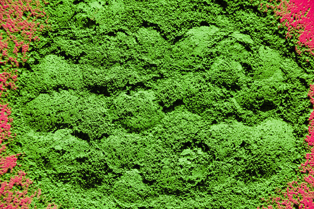 Top view of traditional Japanese powdered matcha tea scattered on bright pink background