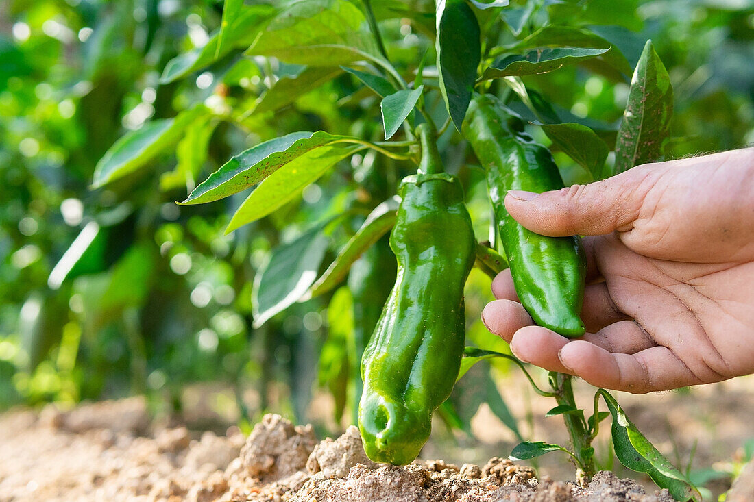Ebenerdiger, nicht erkennbarer Landwirt sammelt frische grüne Paprika im Sommergarten in der Erntesaison auf dem Bauernhof