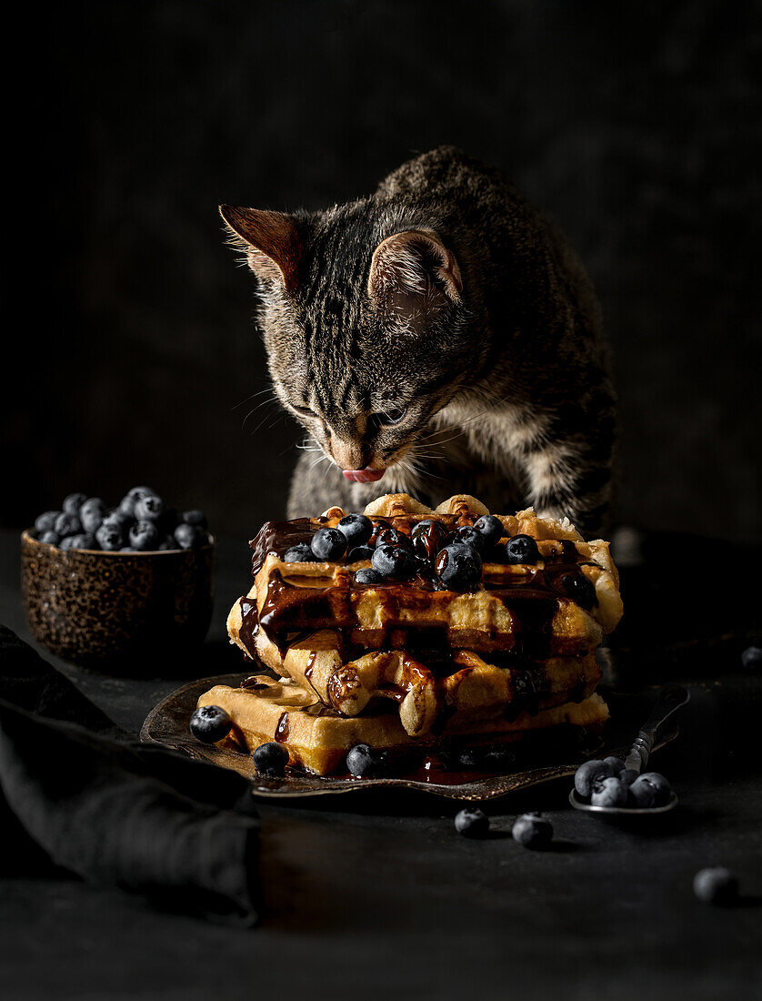 Hungry curious pet trying tasty waffles with blueberries while jumped on table on black background
