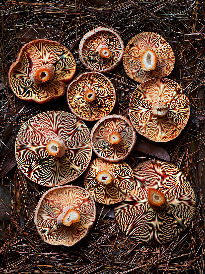 Top view of cut fresh saffron milk cap mushrooms placed on dry grass in forest