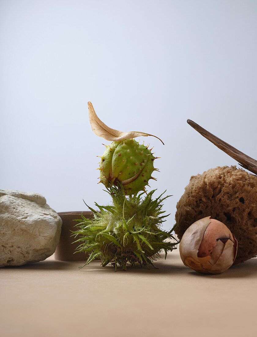 Still life with horse chestnuts in shell and various shapes