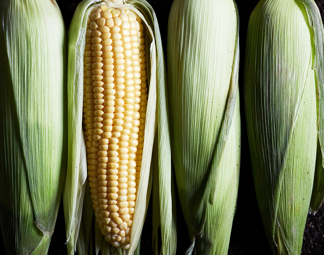 Top view of raw ripe corns with green husks placed in row on ground in farm in daytime