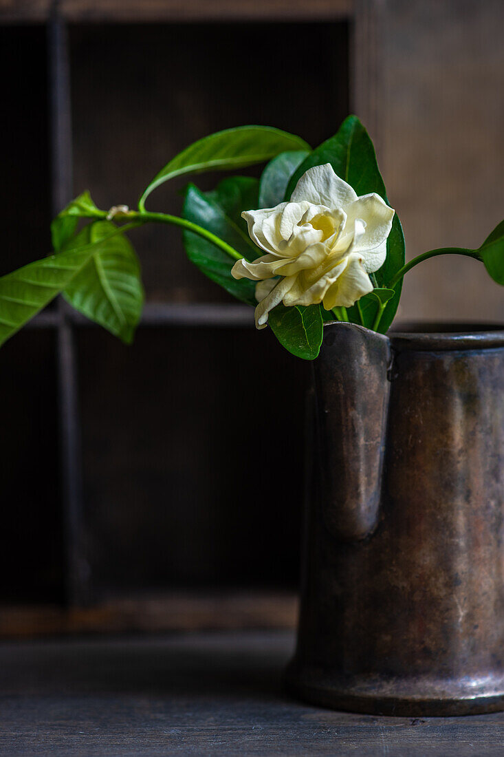 Tender fresh rose with white petals and green leaves in old iron pot placed on table in daylight