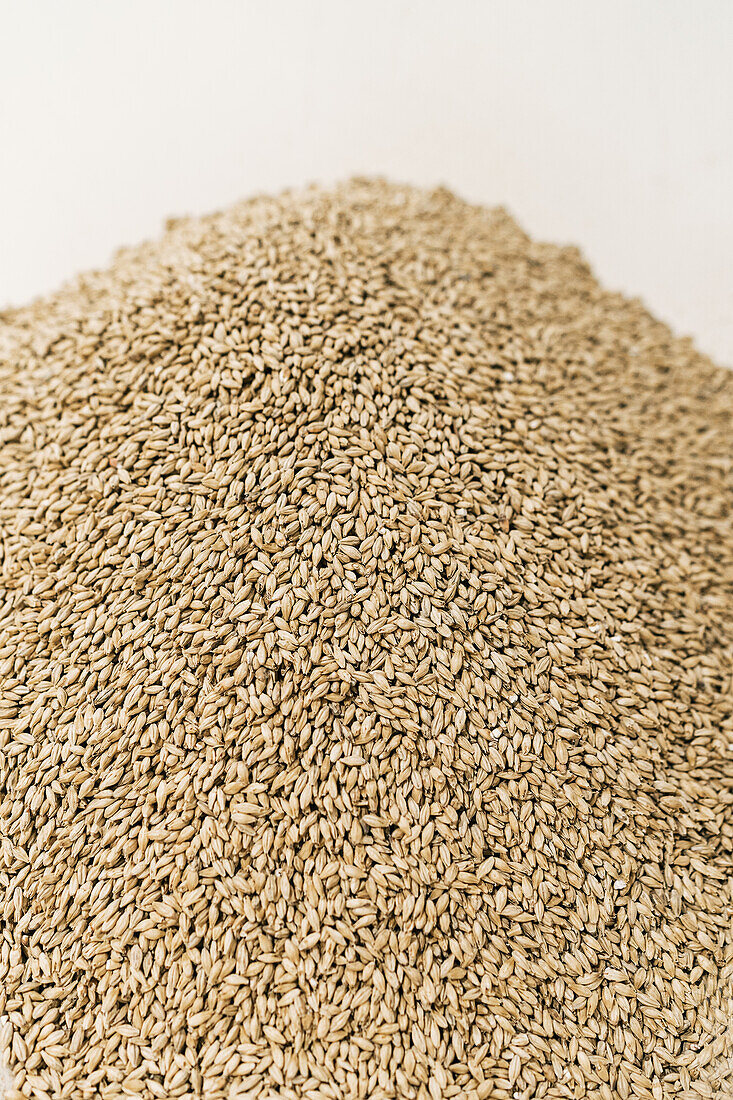 Rohes gekeimtes Getreide in einem Mahlbehälter in einer Brauerei