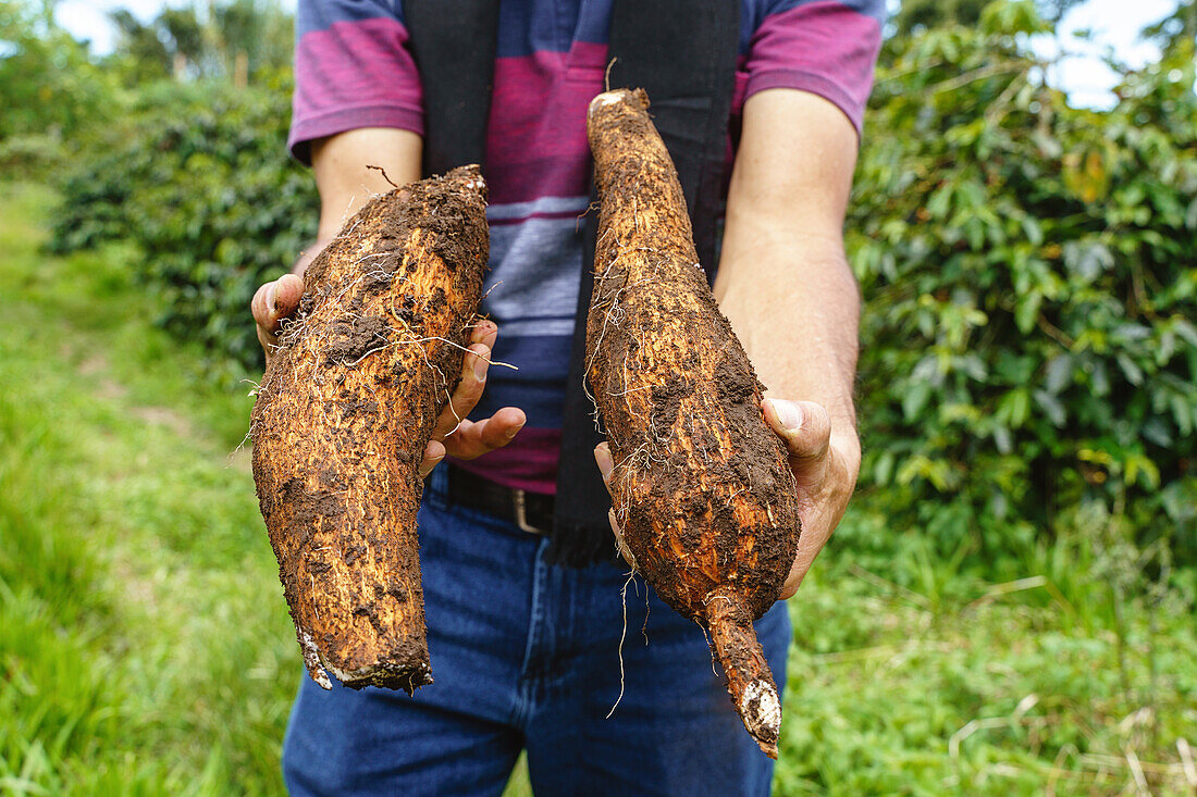 Anonymous crop worker standing with big cassava roots in hands against blurred background of green grassy plantation