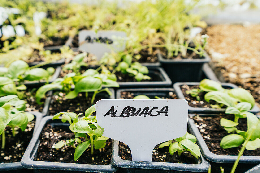 Basil inscription in soil with growing green seedlings in plastic containers on farmland in sunlight