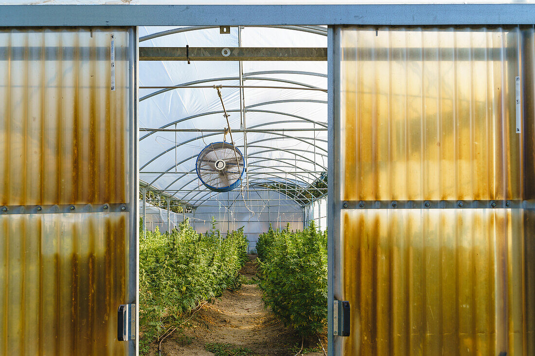 Modernes, helles, geräumiges Gewächshaus mit Reihen von grünen Hanfsträuchern, die unter einer Glasdecke in einem pharmazeutischen Labor wachsen