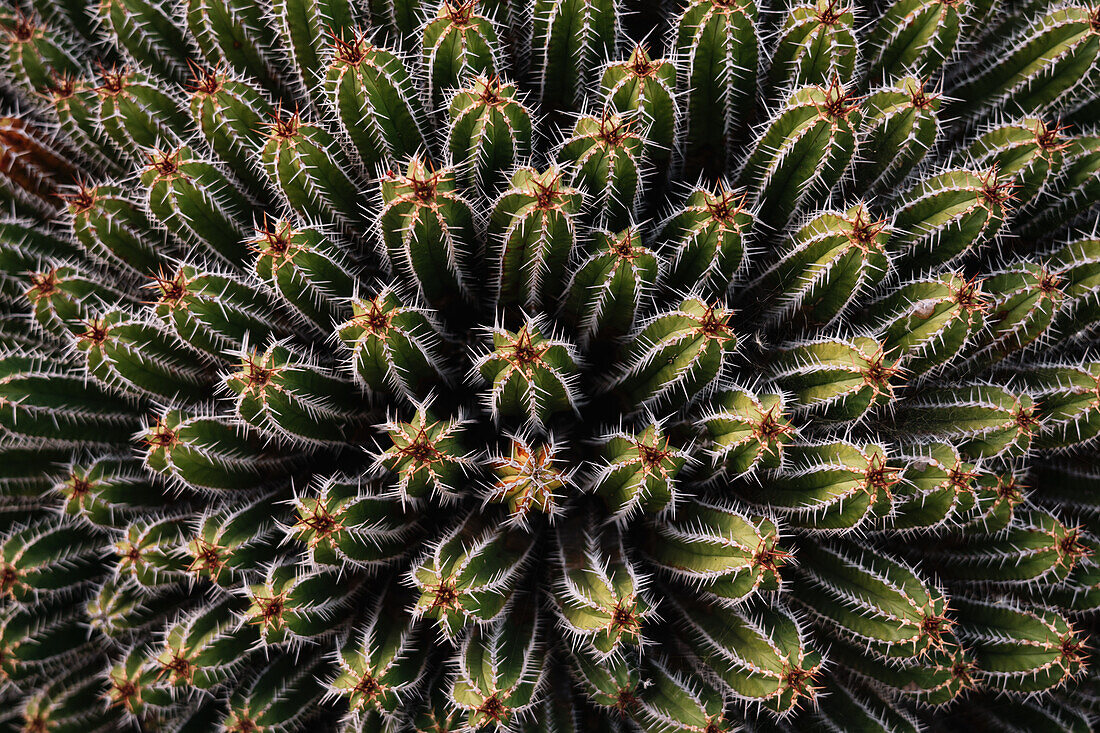 High angle green Echinopsis pachanoi cacti with sharp prickles growing on plantation in daylight