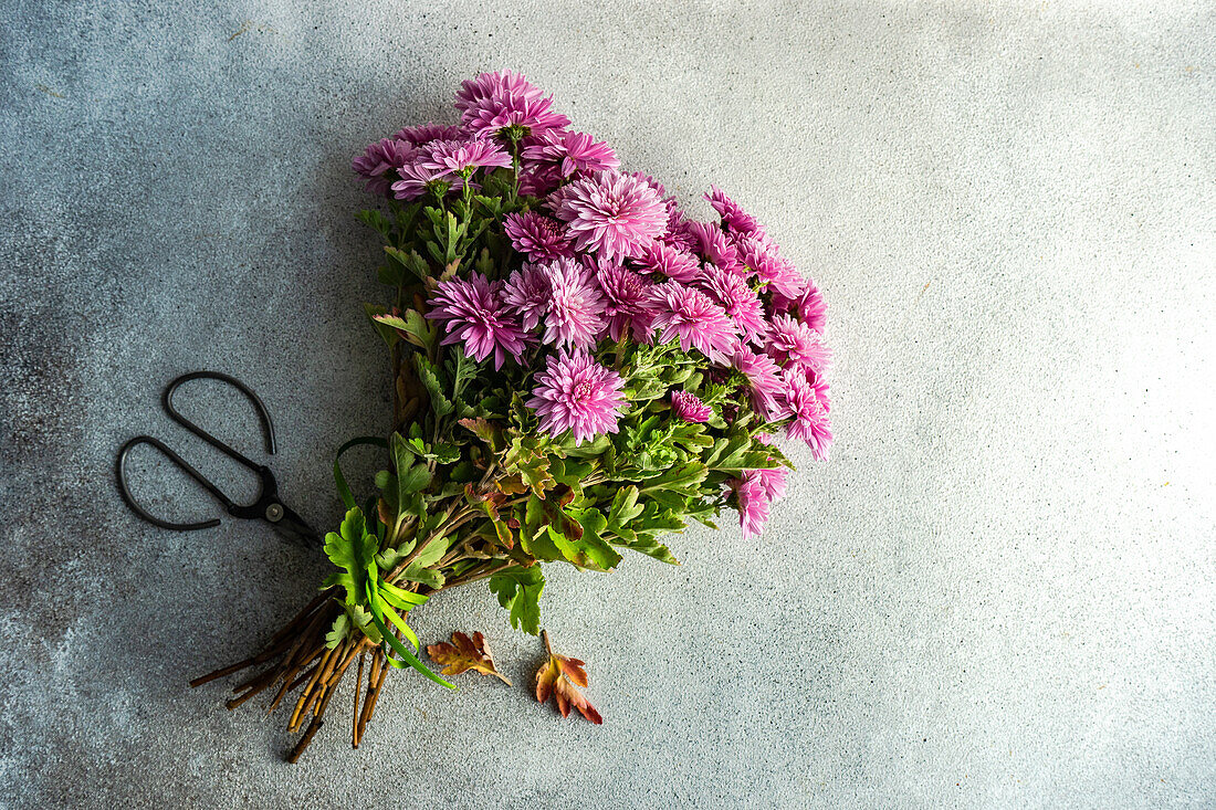 Autumnal purple Chrysanthemum flowers in bouquet on concrete background