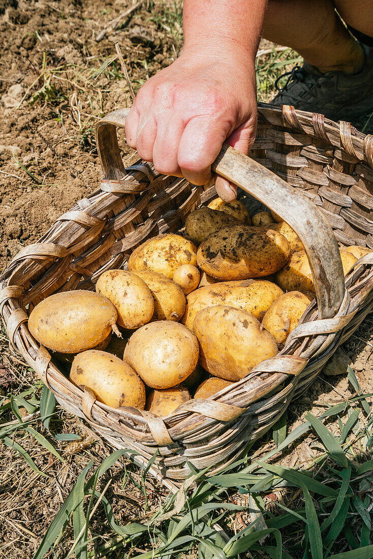 Anonymer Gärtner mit Weidenkorb voller roher gelber Kartoffeln auf dem Lande (von oben)