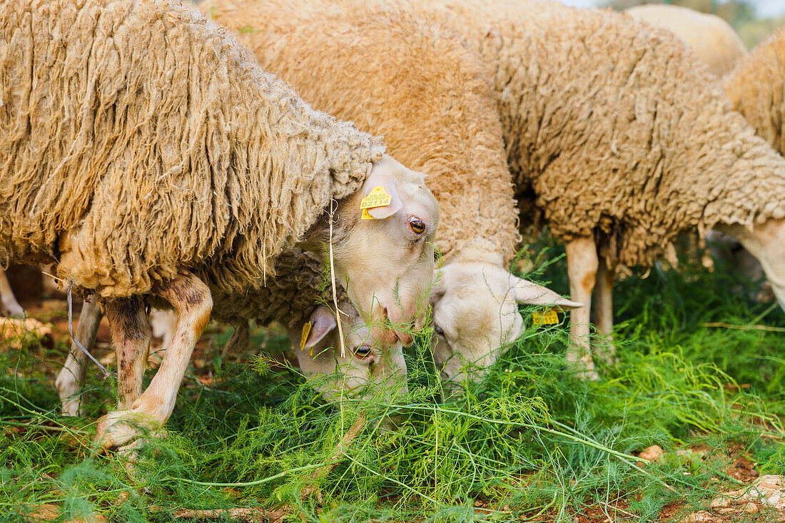 Schafherde domestizierte Wiederkäuer mit wolligem Fell beim Fressen von grünem Gras im Ackerland