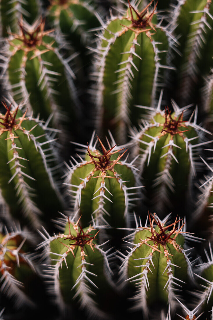 High angle green Echinopsis pachanoi cacti with sharp prickles growing on plantation in daylight