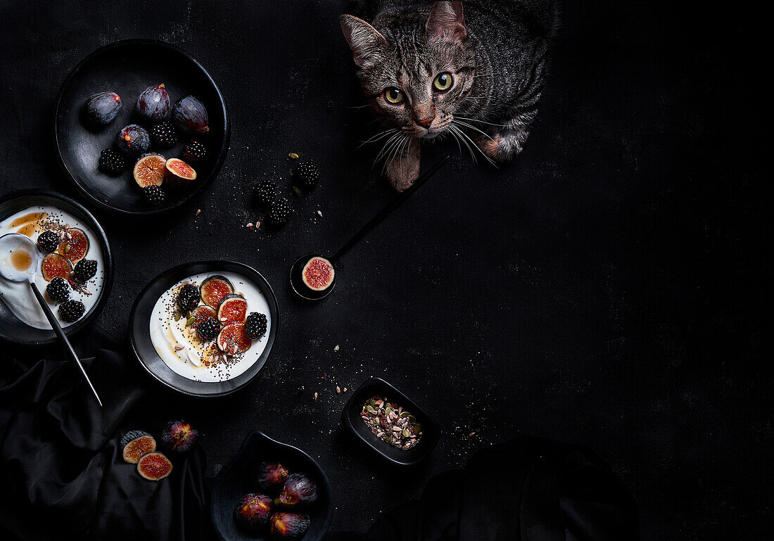 Blick von oben auf ein gesundes Frühstück aus Joghurt, Samen und Beeren mit einer Katze, die in der Nähe liegt und in die Kamera schaut