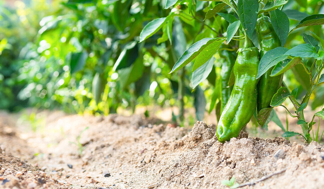 Ebenerdig wachsende grüne reife Paprika auf einem landwirtschaftlichen Feld an einem sonnigen Tag auf dem Lande