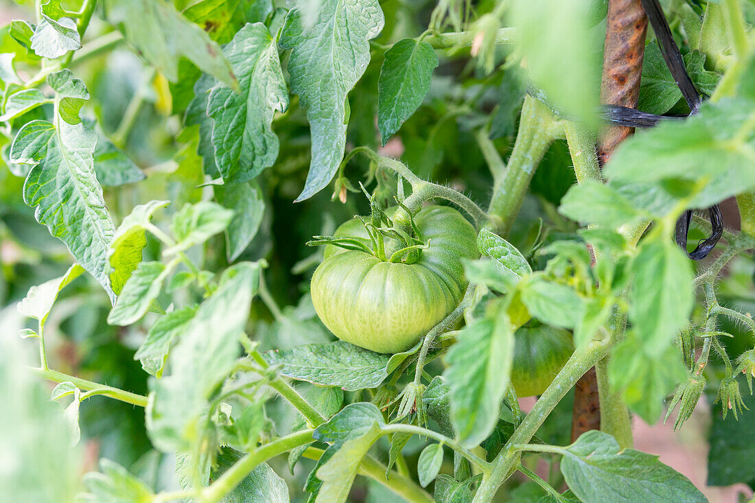 Nahaufnahme einer grünen, unreifen Tomate, die auf einer üppigen Plantage auf dem Lande im Sommer wächst