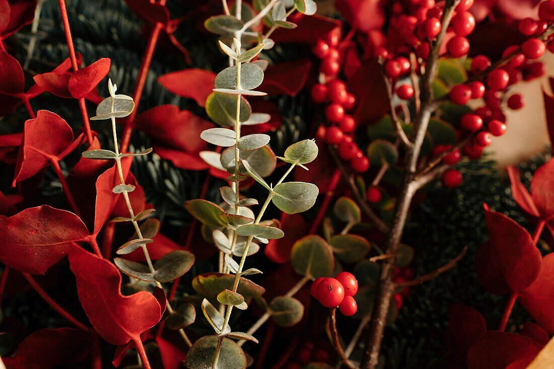 Stilvoller dekorativer Weihnachtsstrauß mit Eukalyptuszweigen und leuchtend roten Zweigen mit Beeren im Tageslicht