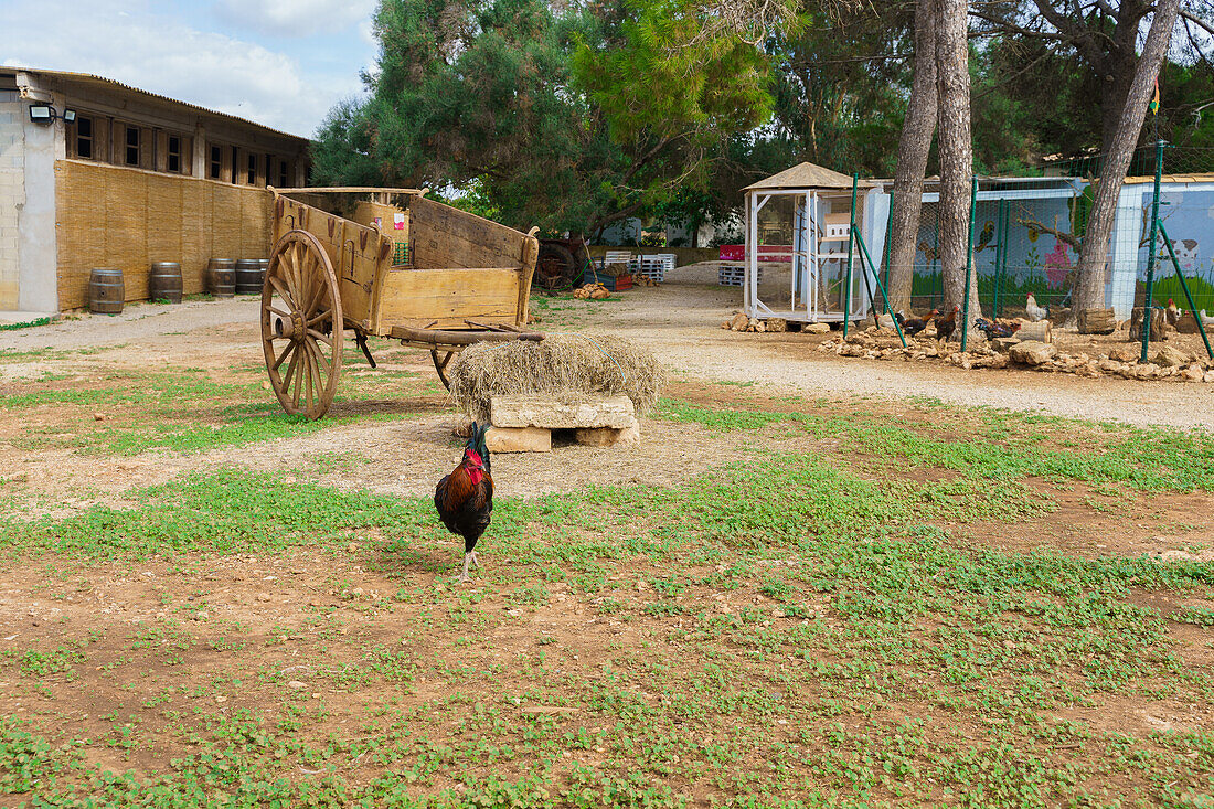 Rooster walking in farm with barn and chickens in enclosure in agricultural village