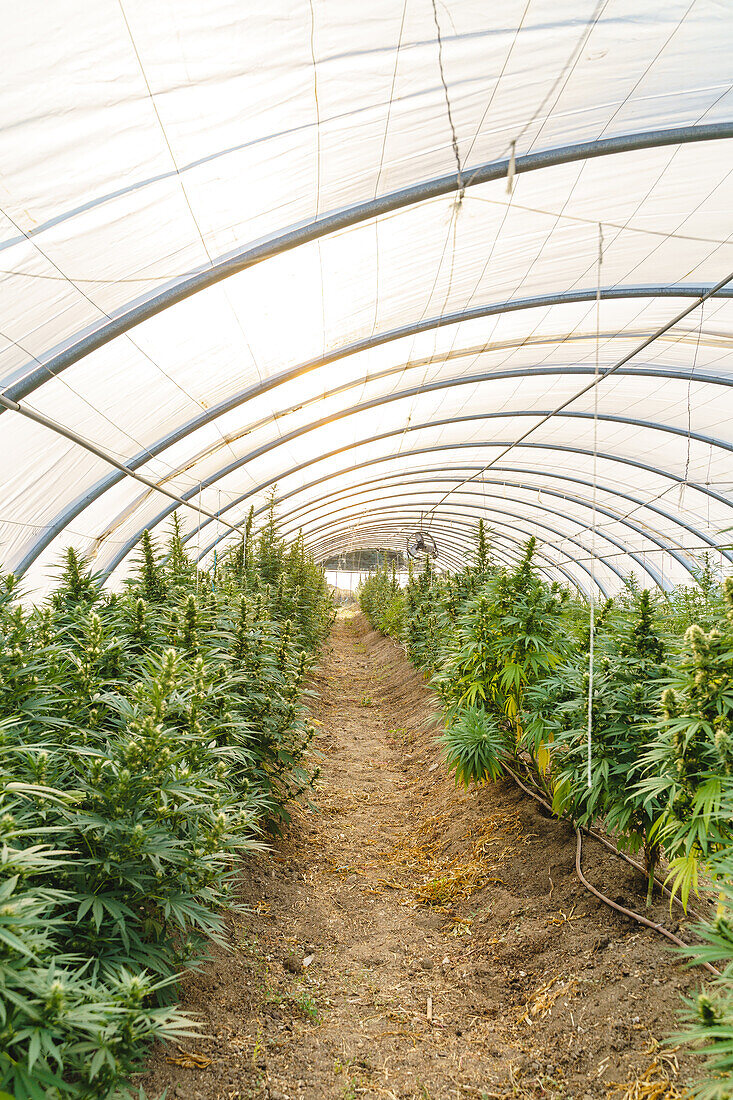 Modern light spacious hothouse with rows of green hemp bushes growing under glass ceiling in pharmaceutical laboratory