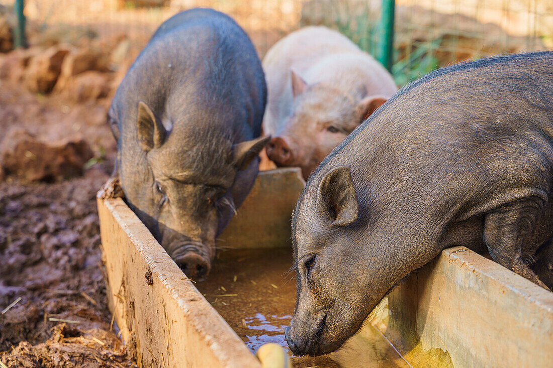 Allesfressendes, domestiziertes Hufsäugetier - Schweine im Schlamm, die aus einem Wassertrog in einem Gehege auf dem Bauernhof trinken
