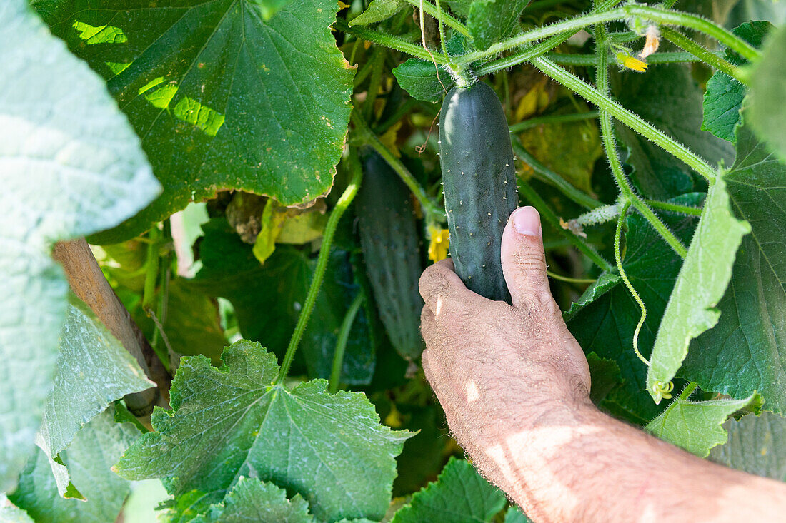 Crop faceless farmer picking green cucumber on field in summer in countryside