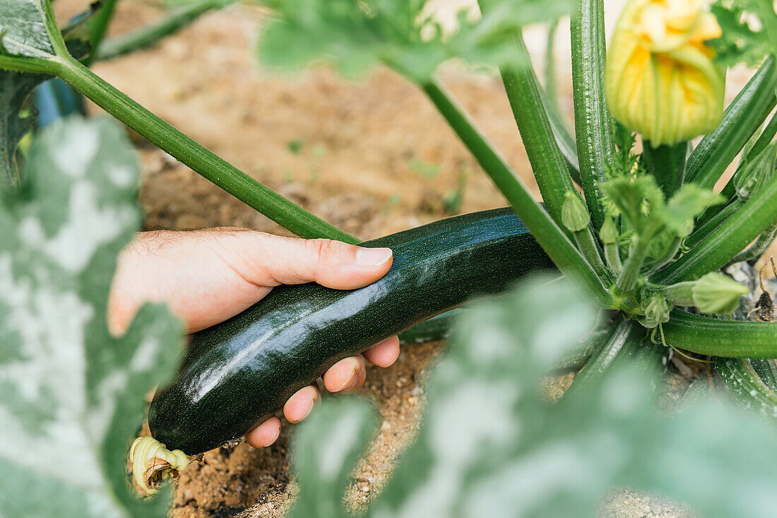 From above of crop faceless farmer picking green ripe zucchini on field in summer in countryside