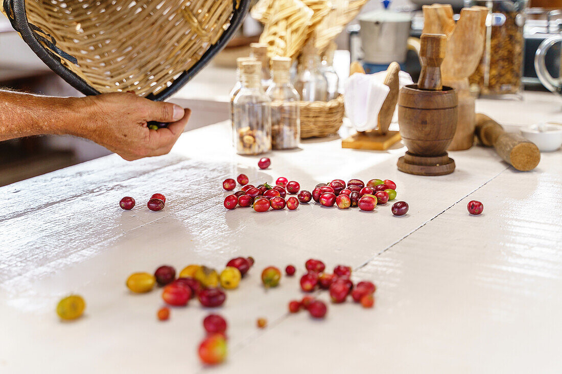 Unrecognizable crop worker scattering fresh coffee berries from wicker basket on table against plastic bottles and wooden tools in daylight
