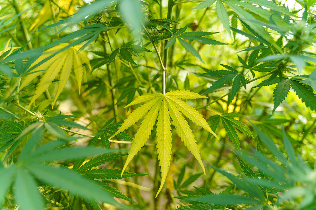 Blick von oben auf grüne dünne Blätter von Cannabispflanzen, die in einem Gewächshaus in der pharmazeutischen Industrie wachsen