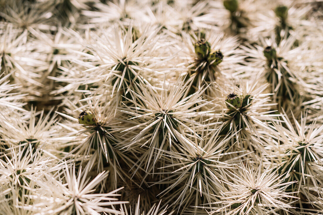 Nahaufnahme eines Hintergrunds mit weißen, scharfen, stacheligen Nadeln, die auf den Zweigen eines exotischen Kaktus wachsen
