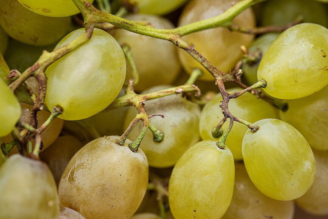Ansicht von oben Vollbild von Brunch von frischen gelben und grünen Trauben als Hintergrund