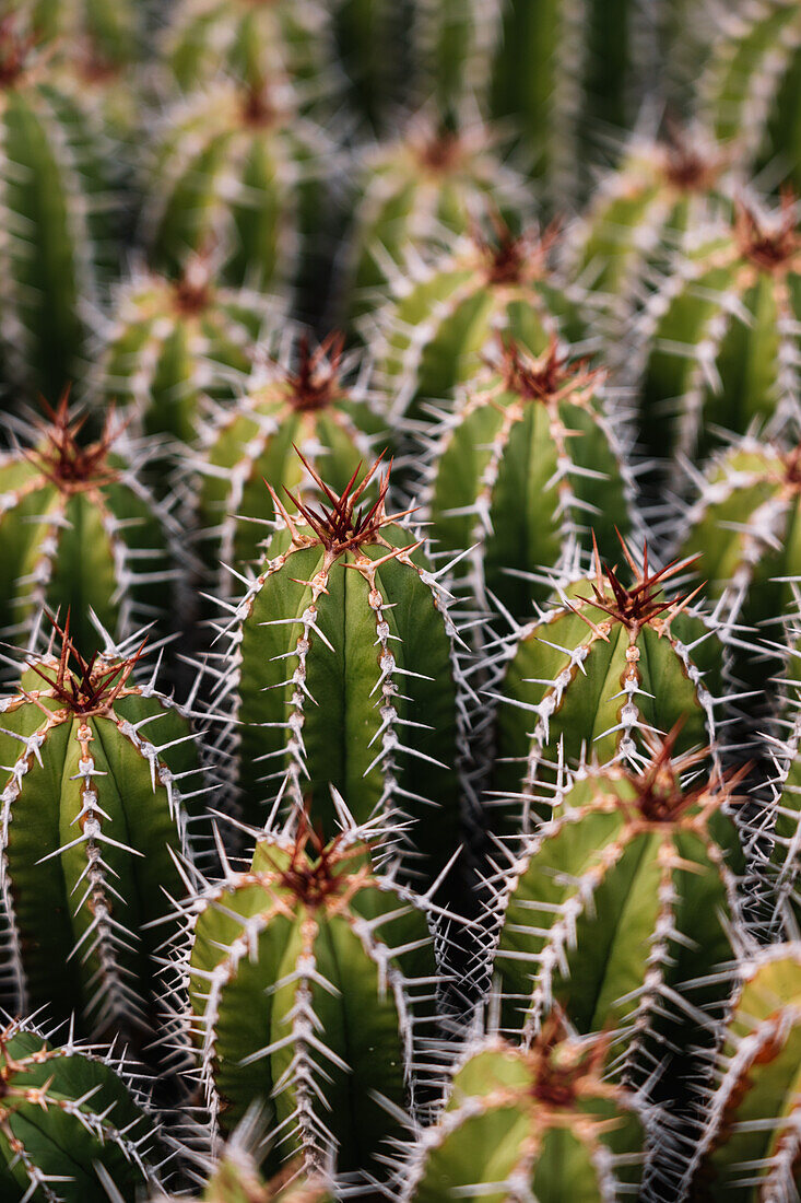 High angle green Echinopsis pachanoi cacti with sharp prickles growing on plantation in daylight