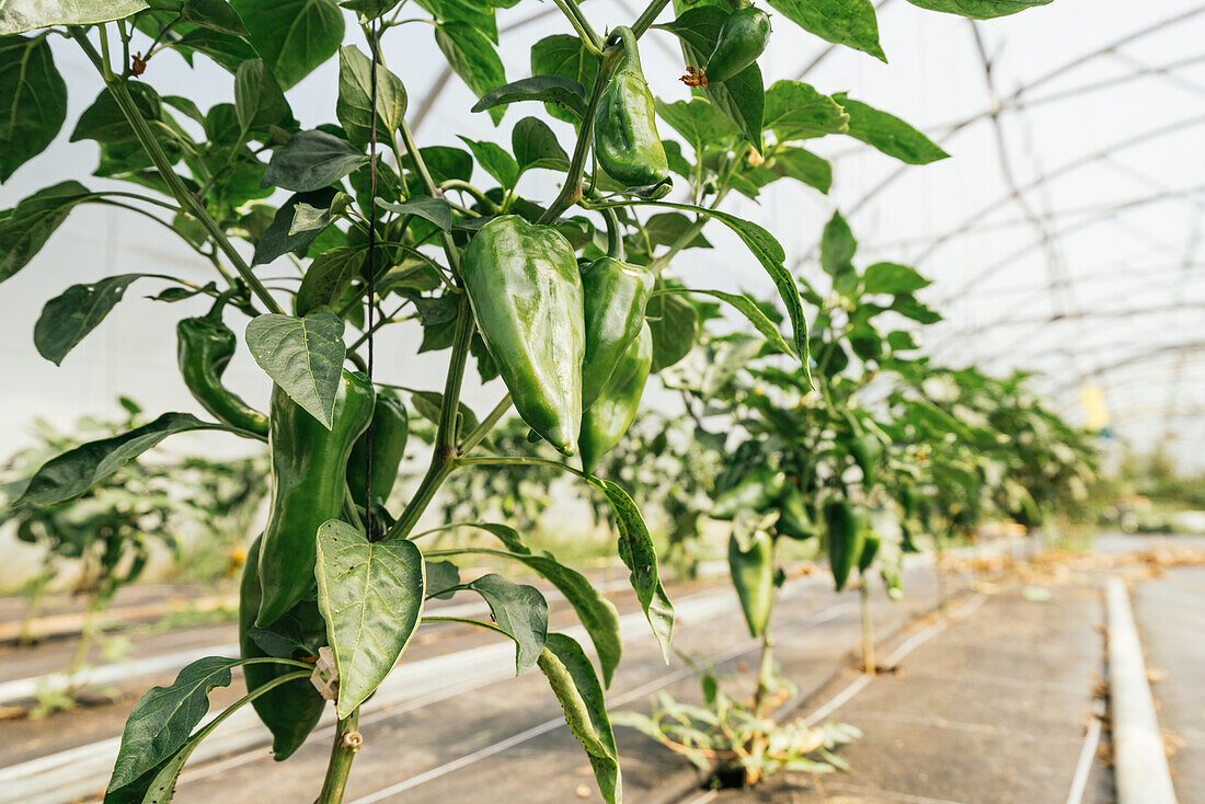 Plants with peppers and wavy foliage on thin stalks growing in row in greenhouse