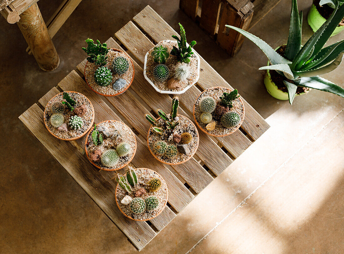 From above pots with small growing cactuses placed on wooden table in light greenhouse