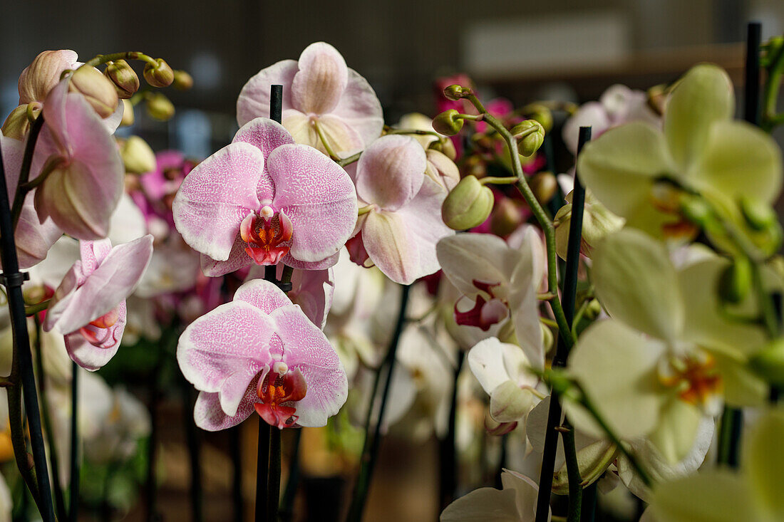Nahaufnahme eleganter frischer Orchideen mit zarten Blütenblättern, die in einem Gewächshaus wachsen