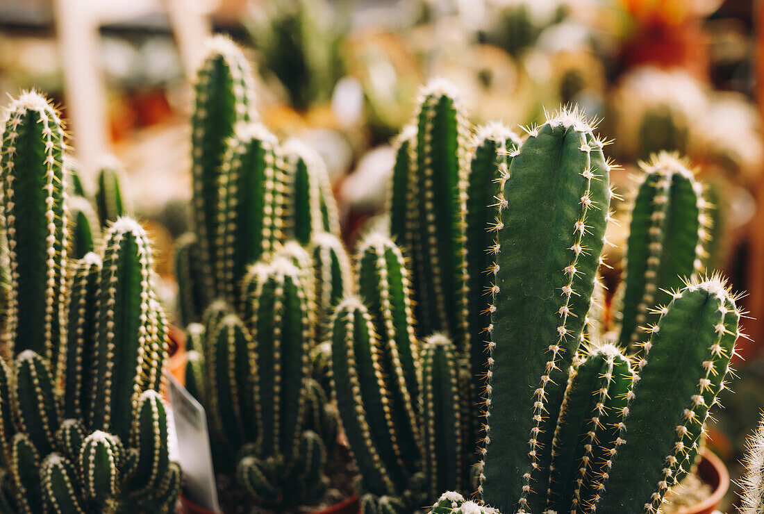 Closeup green cactuses with sharp thorns growing in pots in hothouse